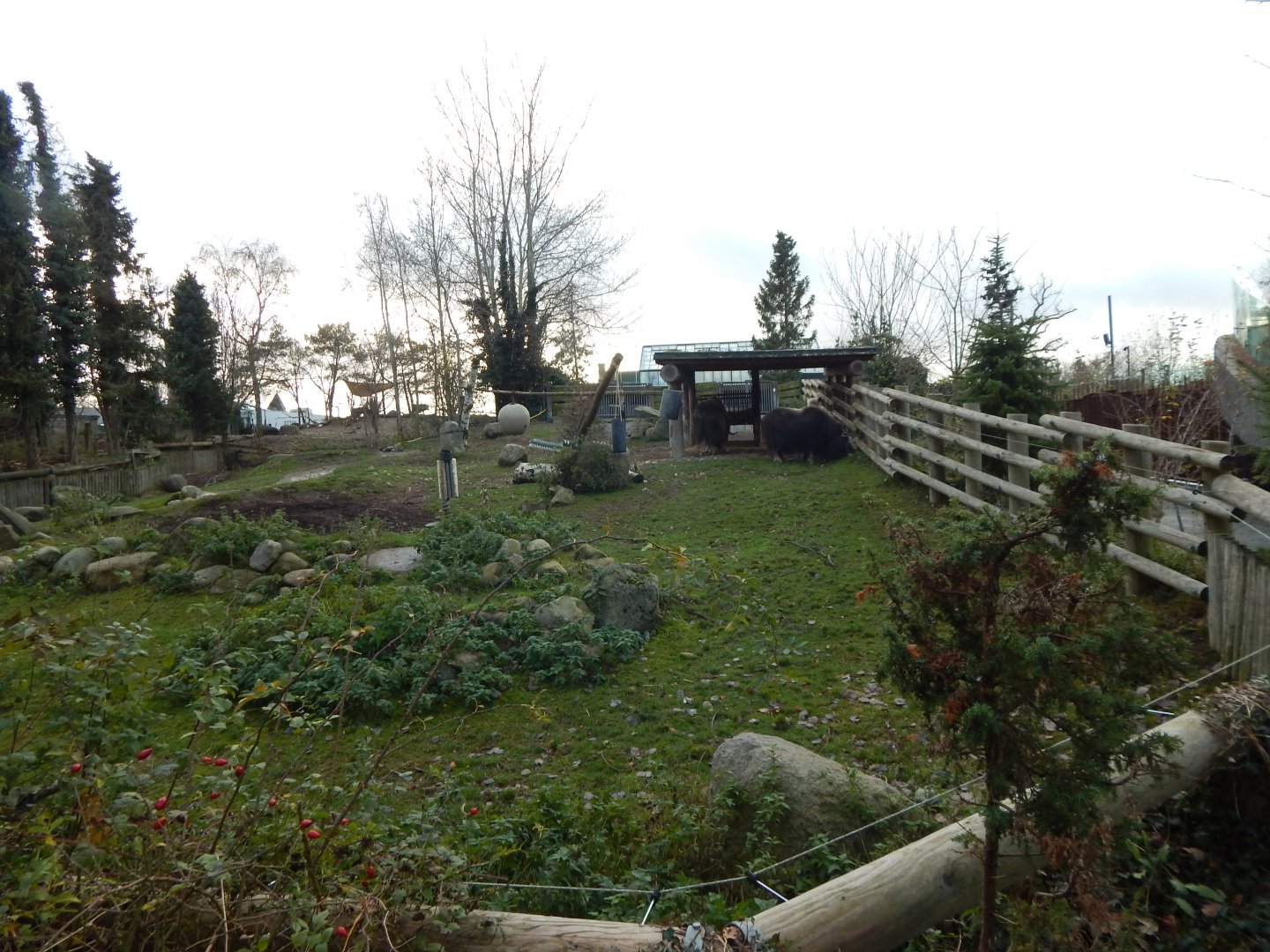 Musk-ox exhibit 261124