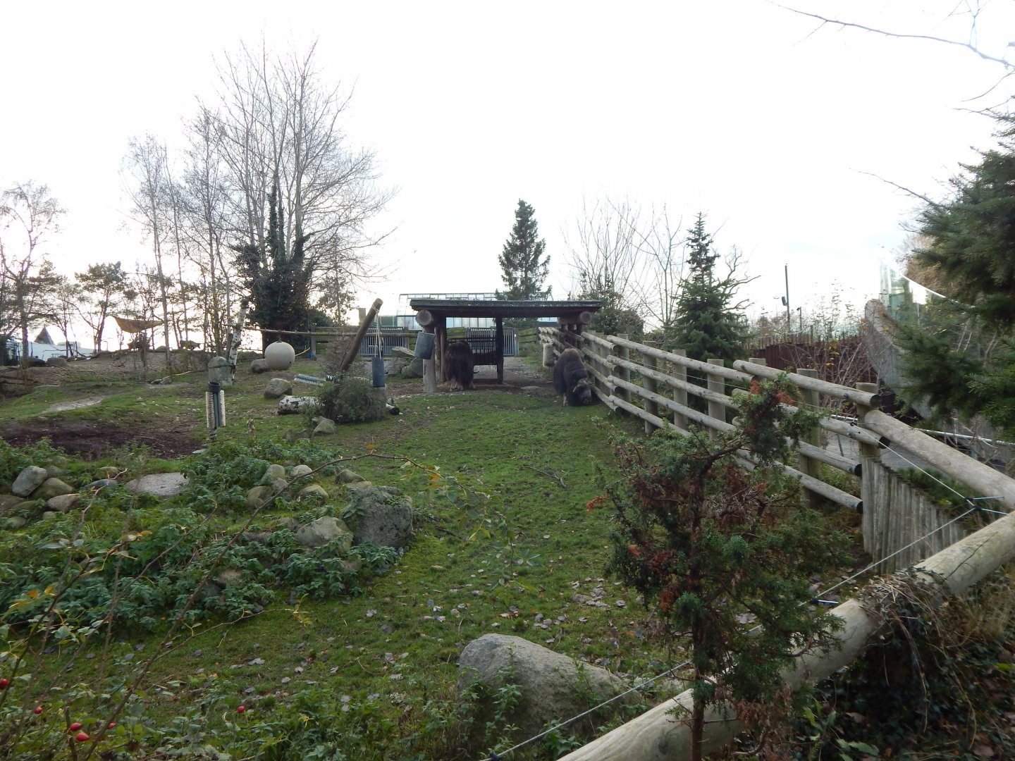 Musk-ox exhibit 261124