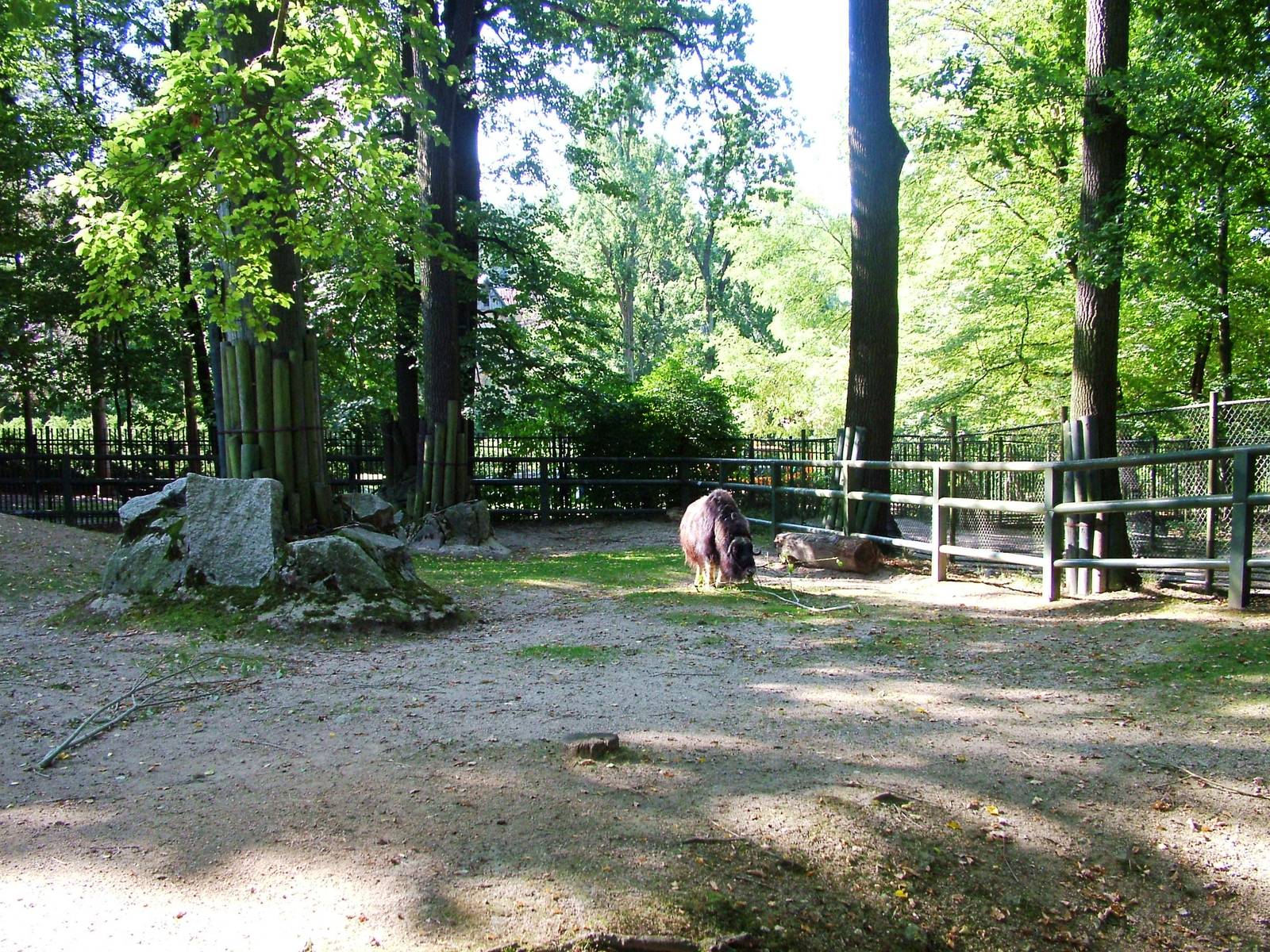 Musk Ox Exhibit at Liberec, 28/08/12