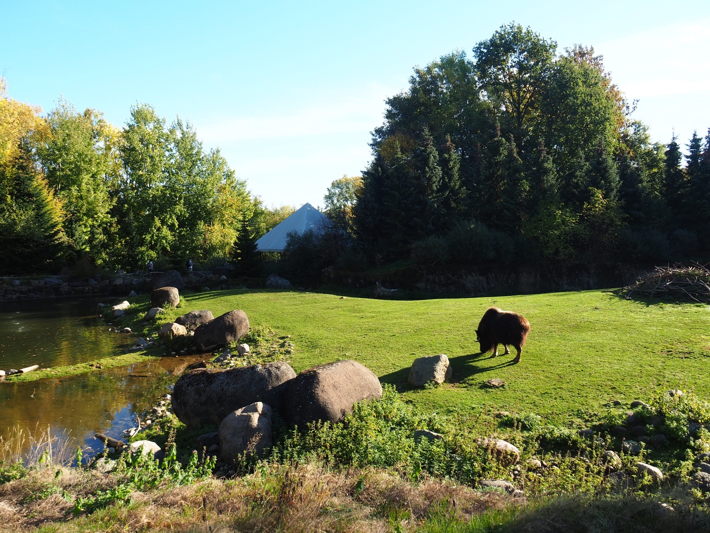 Musk ox exhibit (Oct 13th, 2018)