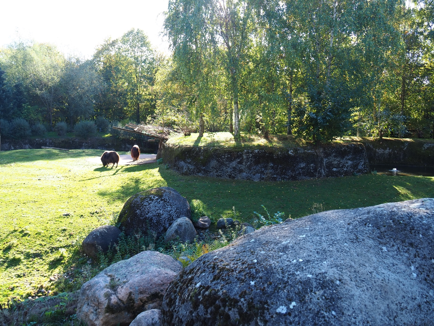 Musk ox exhibit (Oct 13th, 2018)