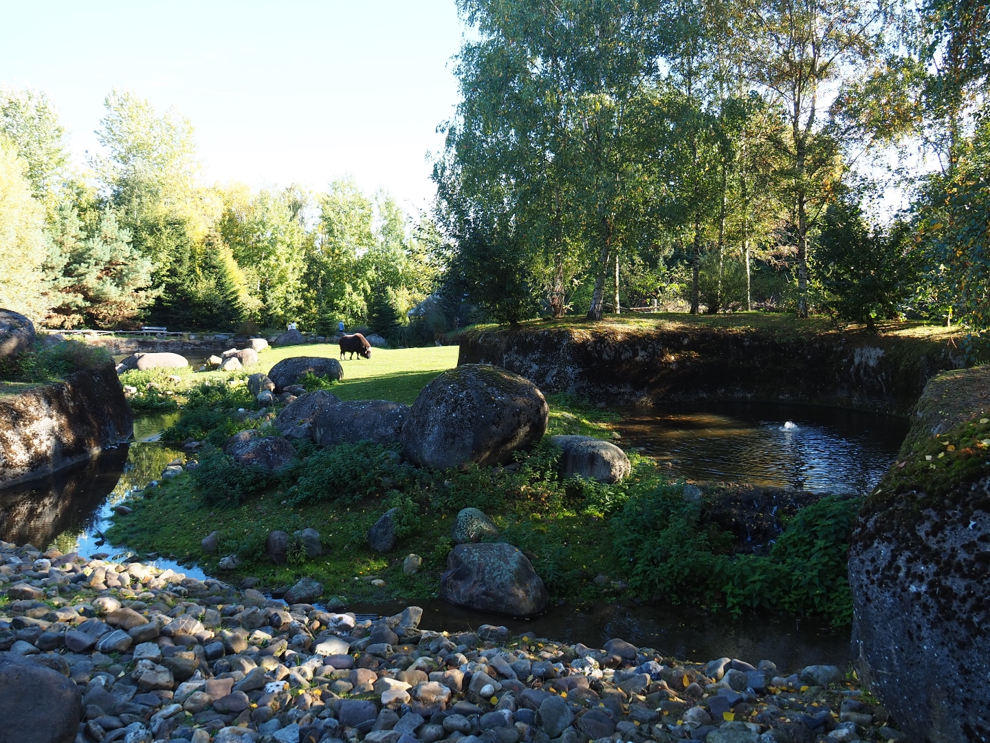 Musk ox exhibit (Oct 13th, 2018)