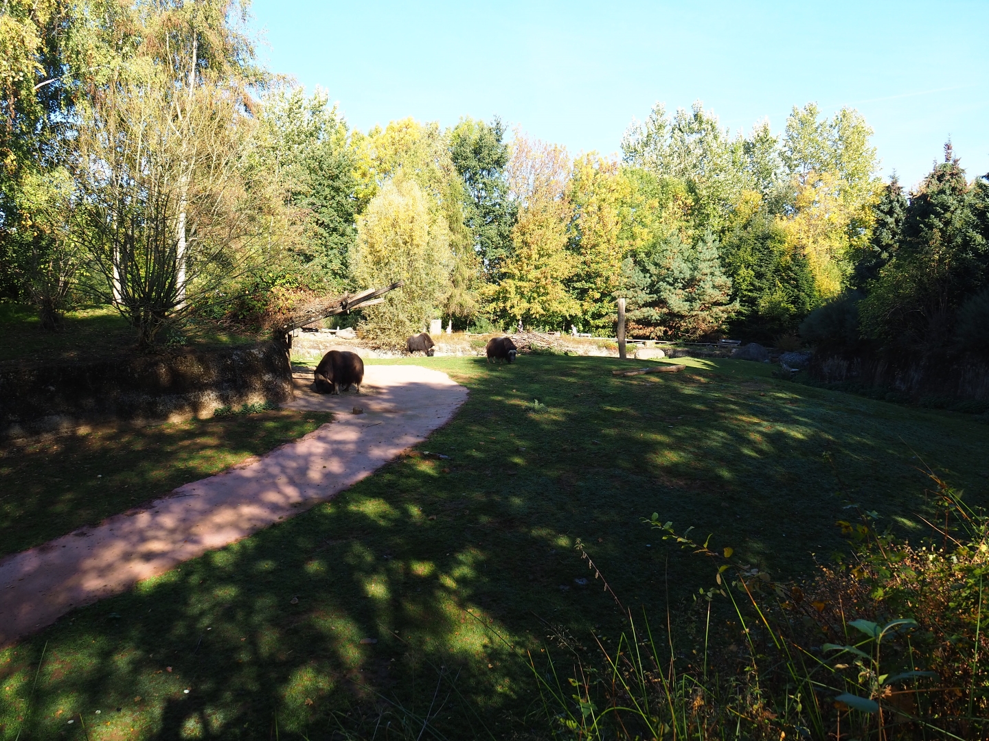 Musk ox exhibit (Oct 13th, 2018)