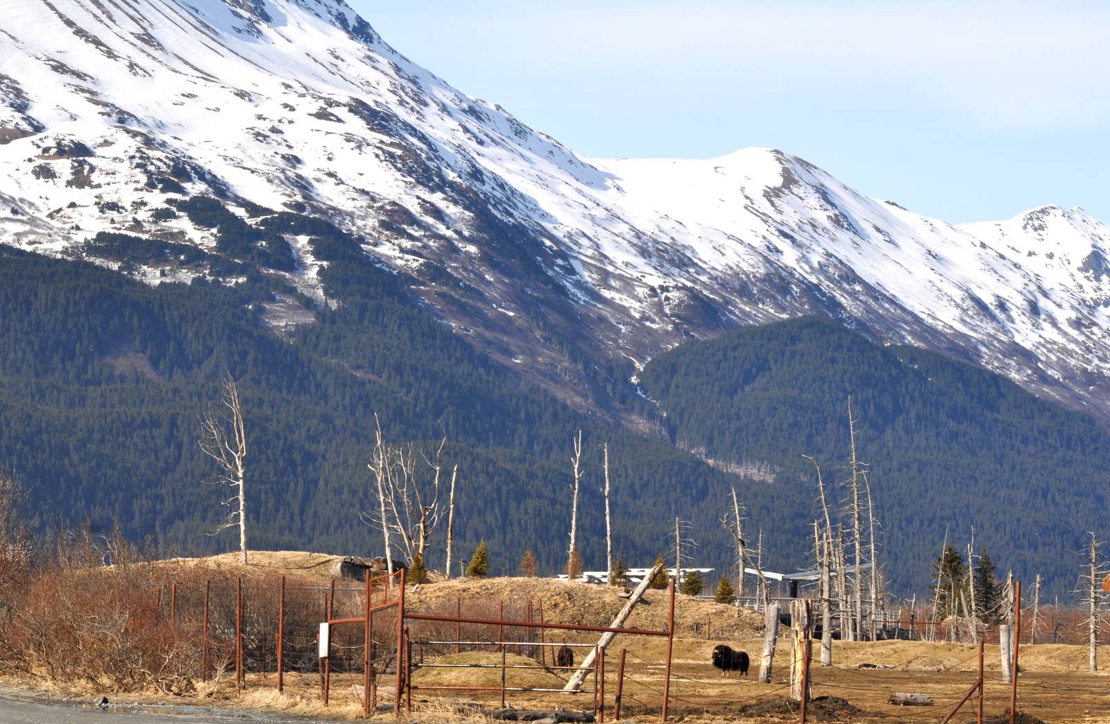 Musk Ox Exhibit, with Black and Brown Bear Exhibits beyond.
