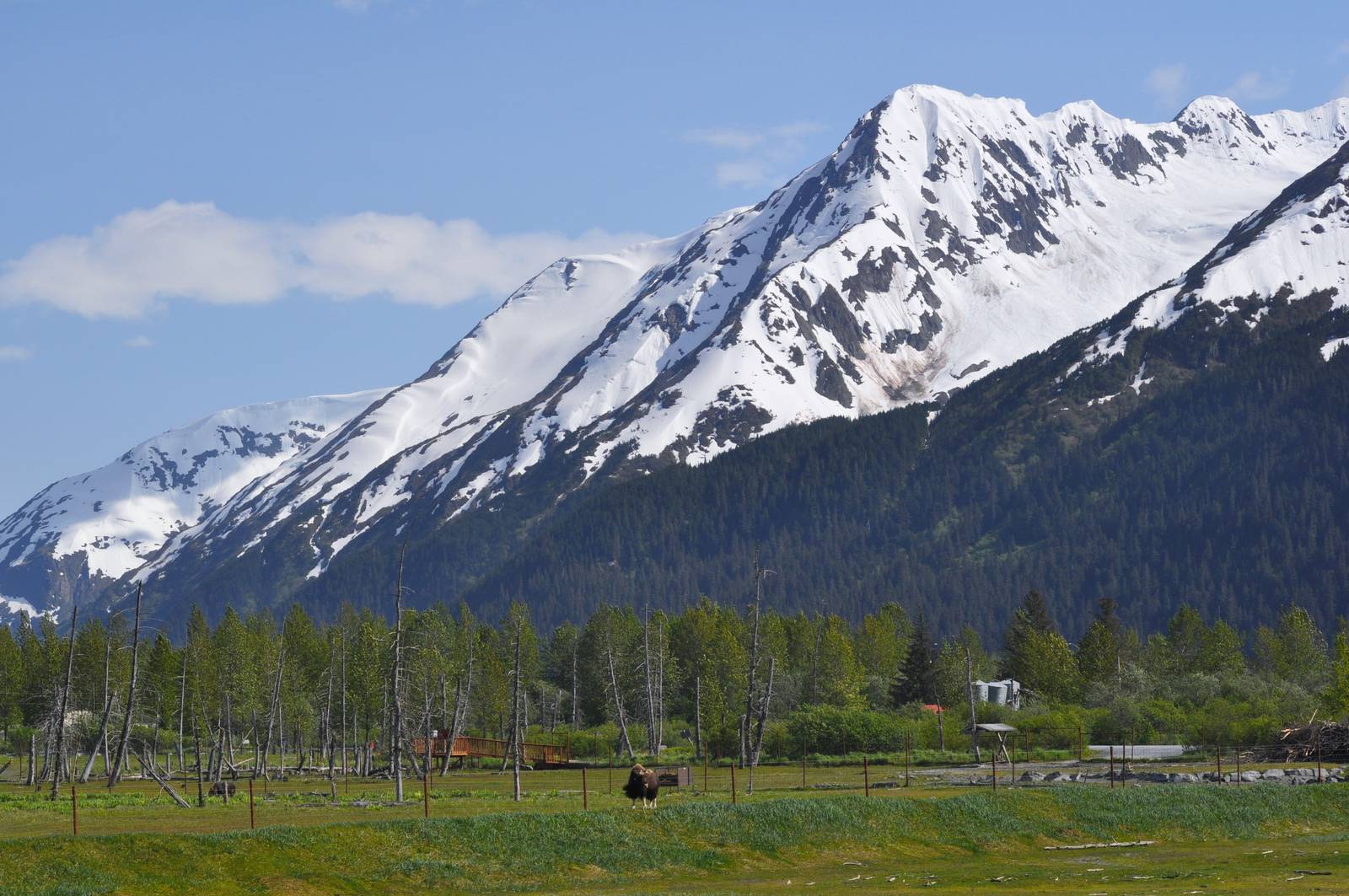 Musk Ox Exhibit