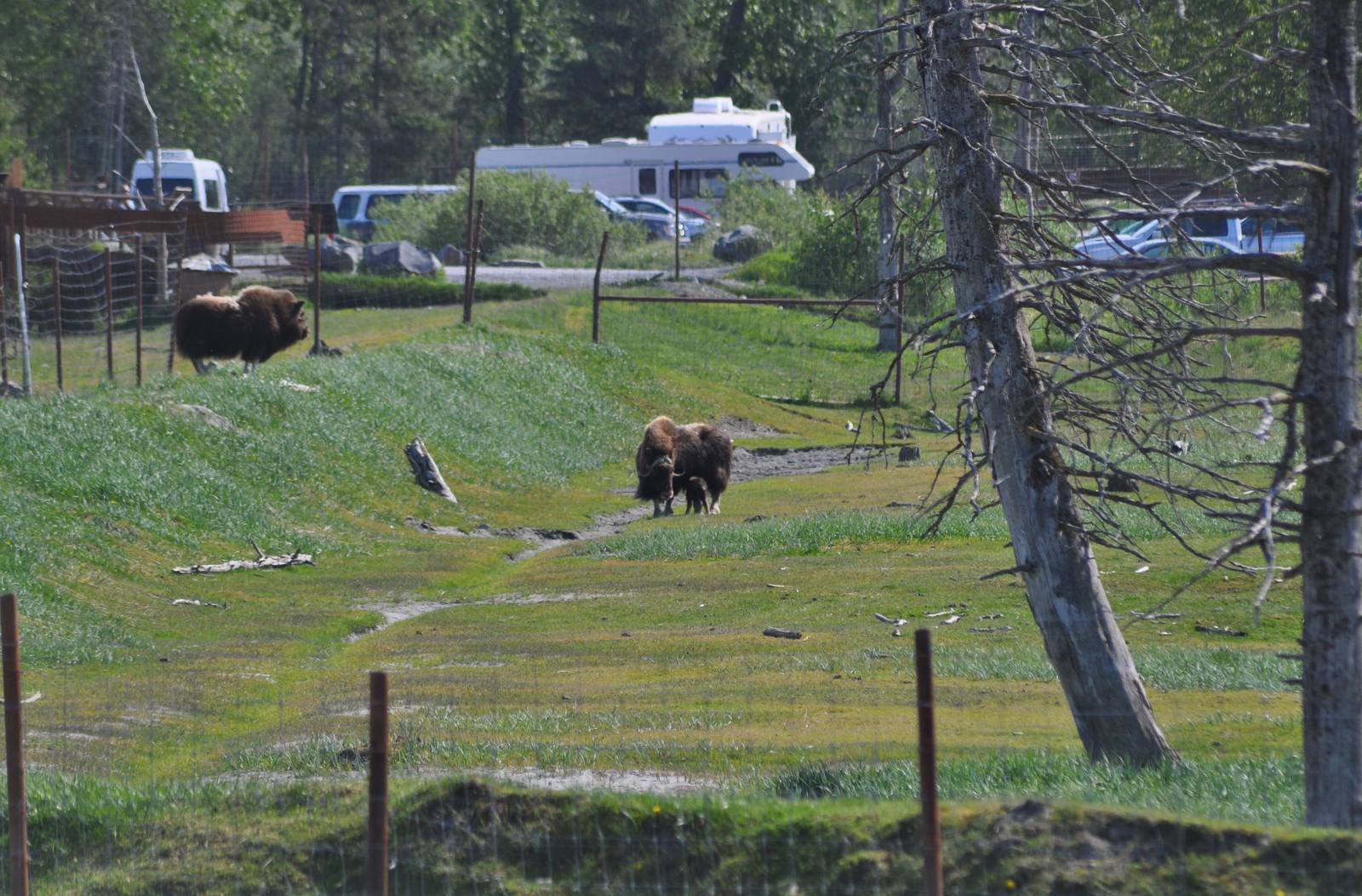 Musk Ox Exhibit