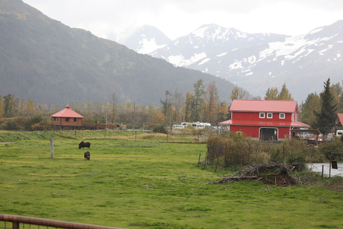 musk ox exhibit