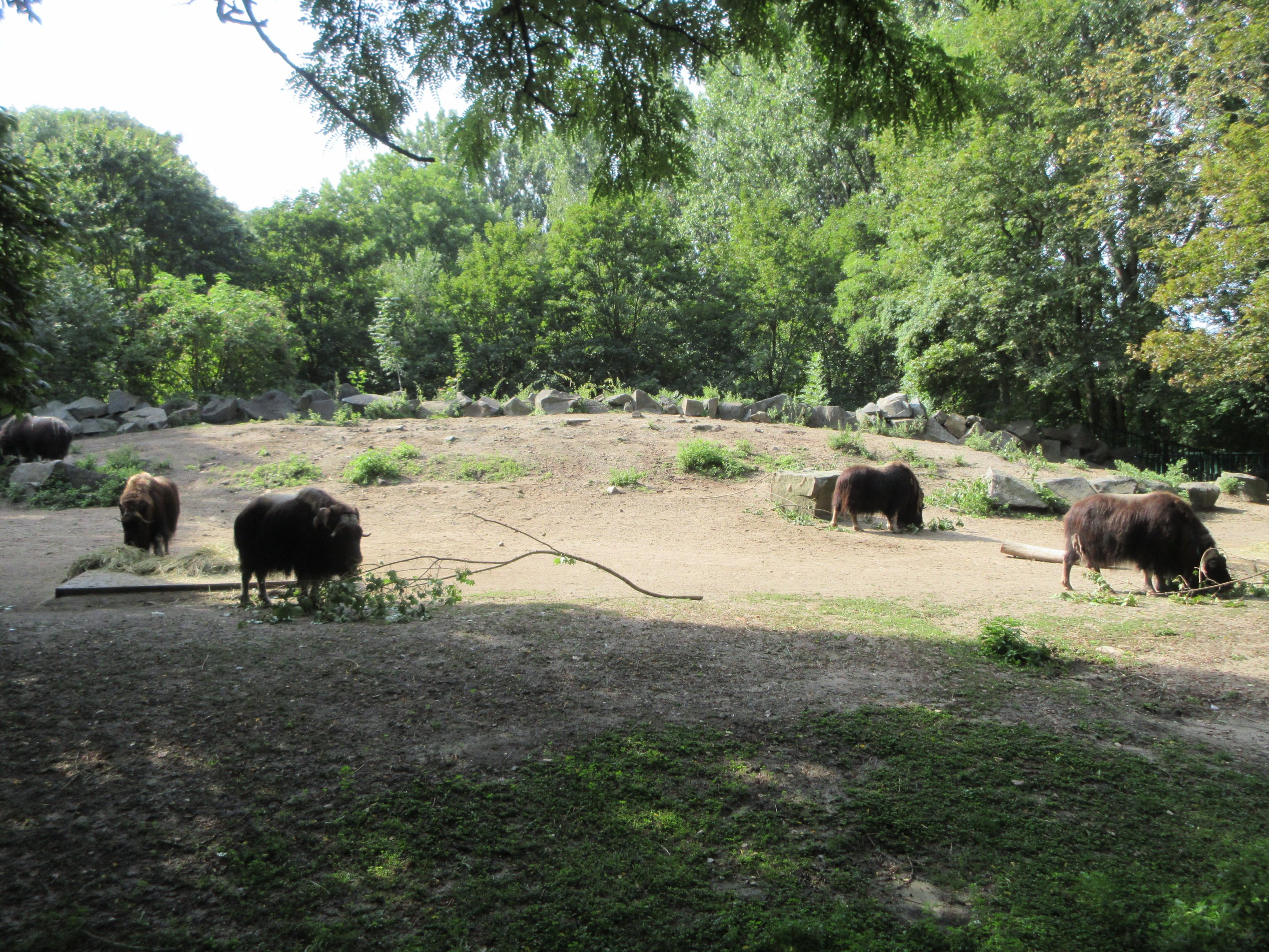 Musk Ox Exhibit