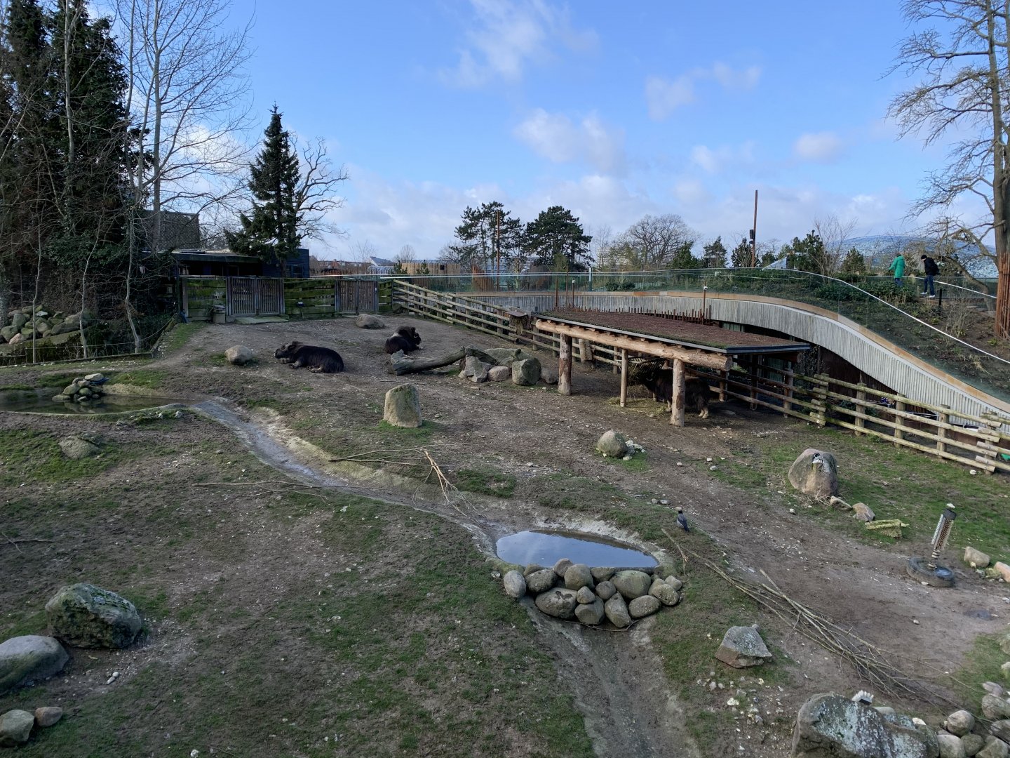 Musk Ox exhibit