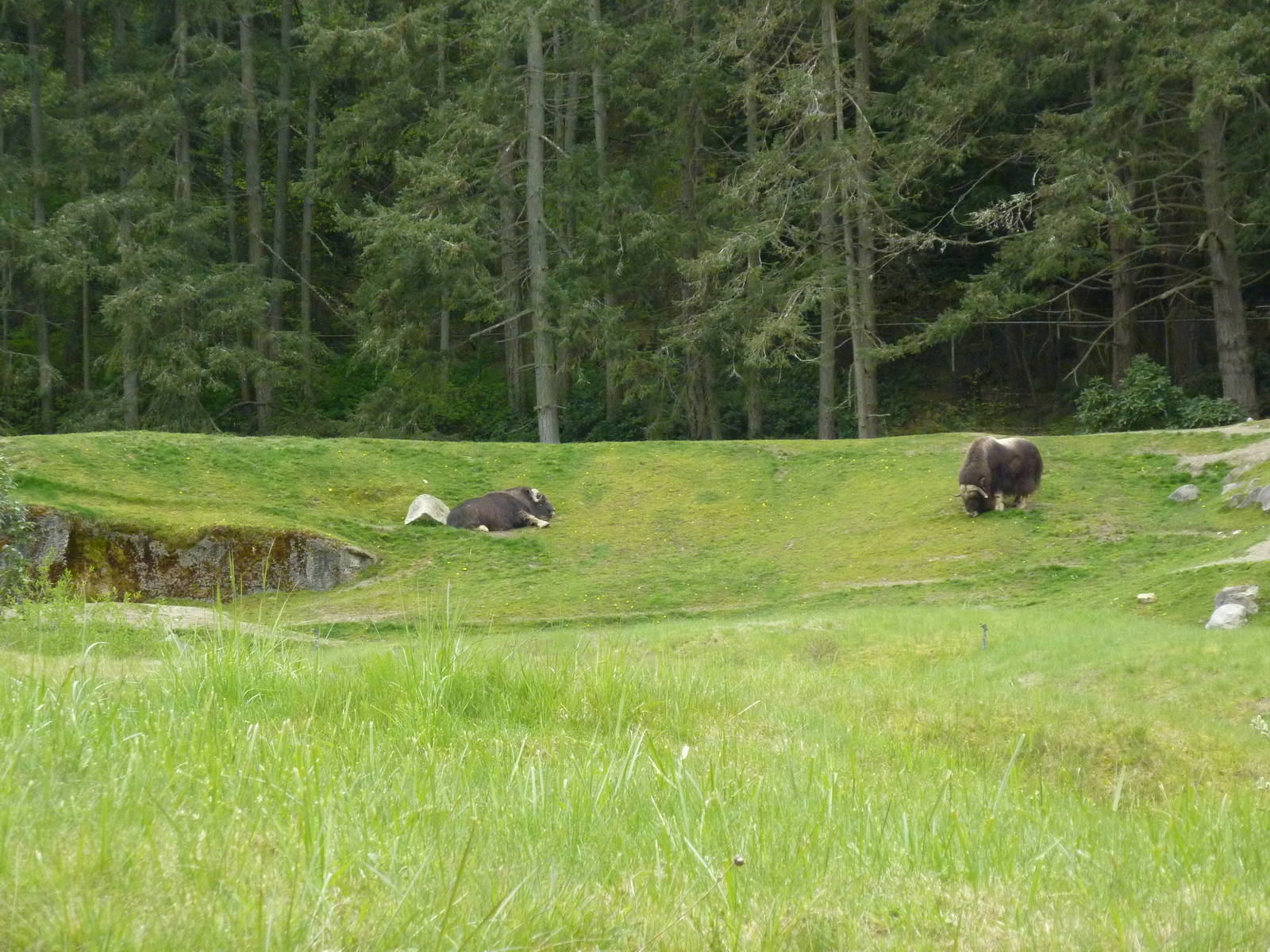 Musk Ox Exhibit