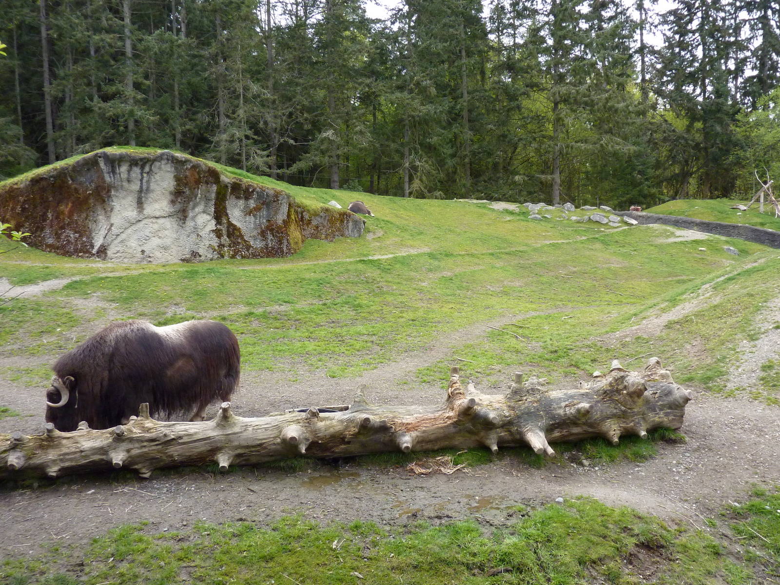 Musk Ox Exhibit