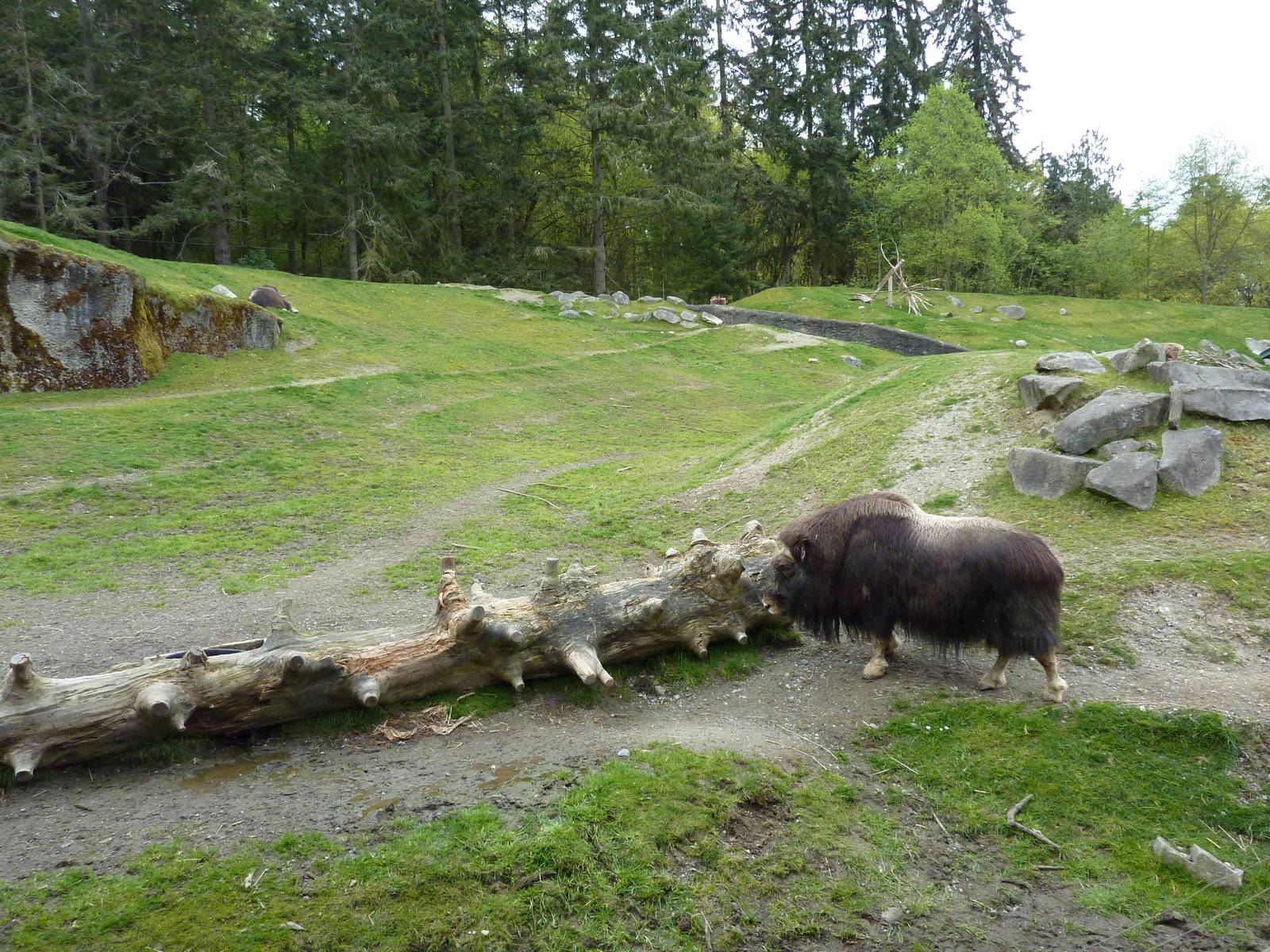 Musk Ox Exhibit