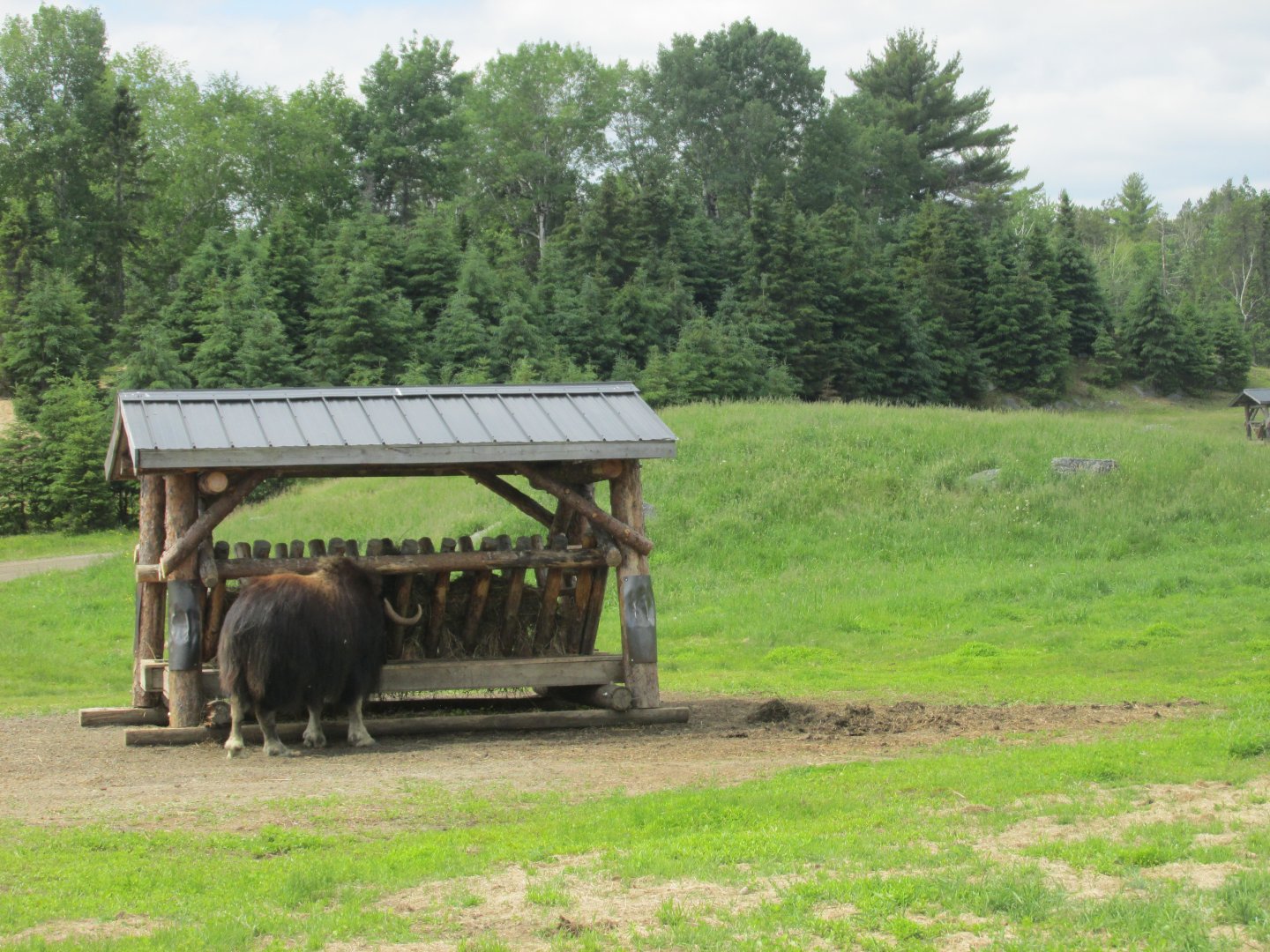musk ox from train