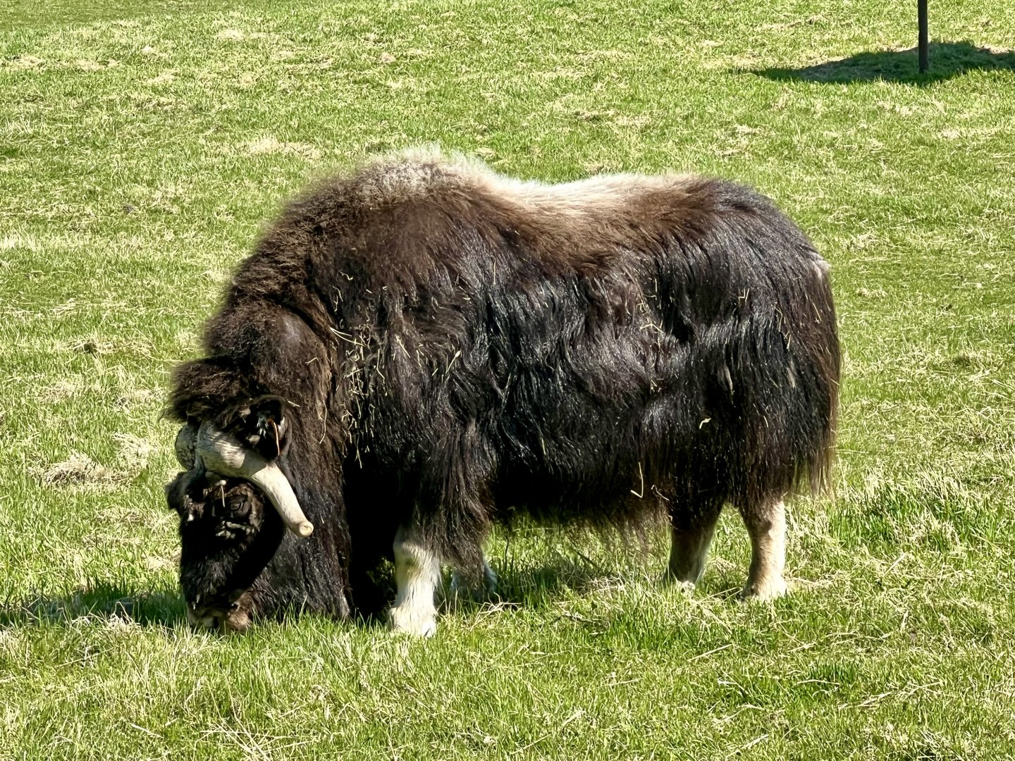 Musk Ox Grazing