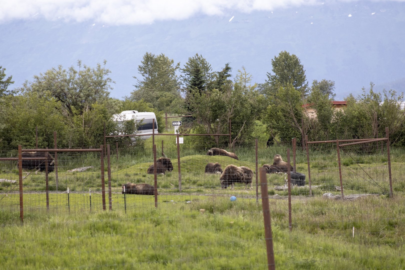 Musk Ox herd