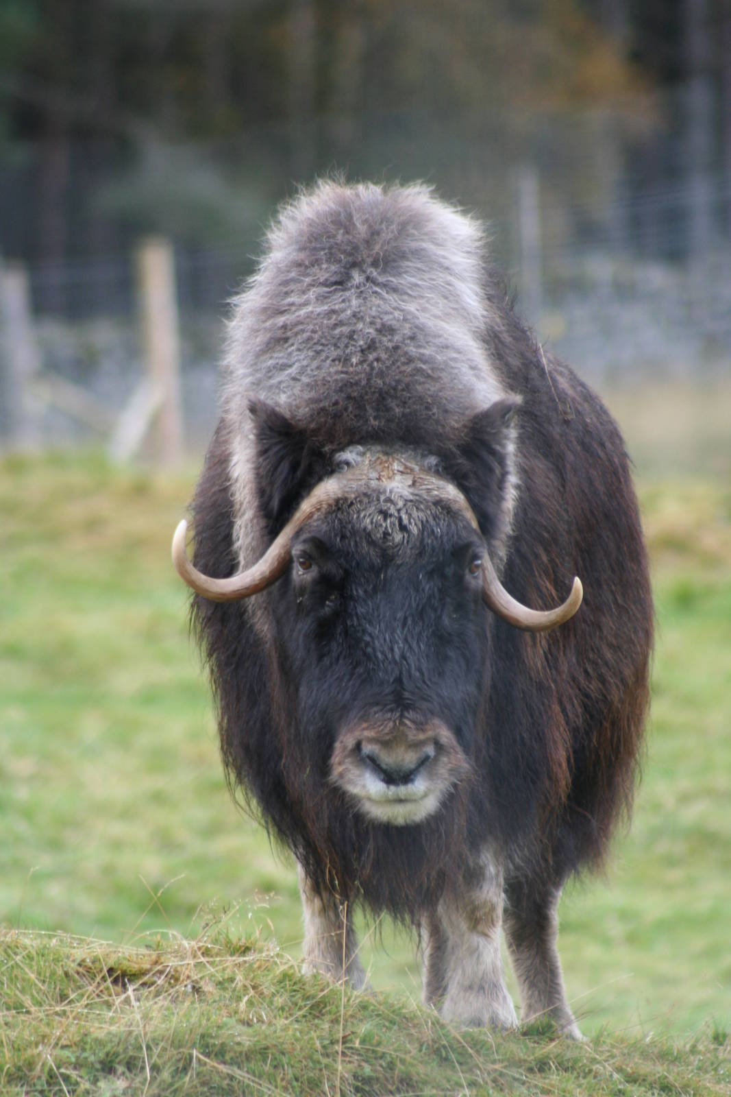 Musk Ox @ Highland Wildlife Park, 16.10.2012