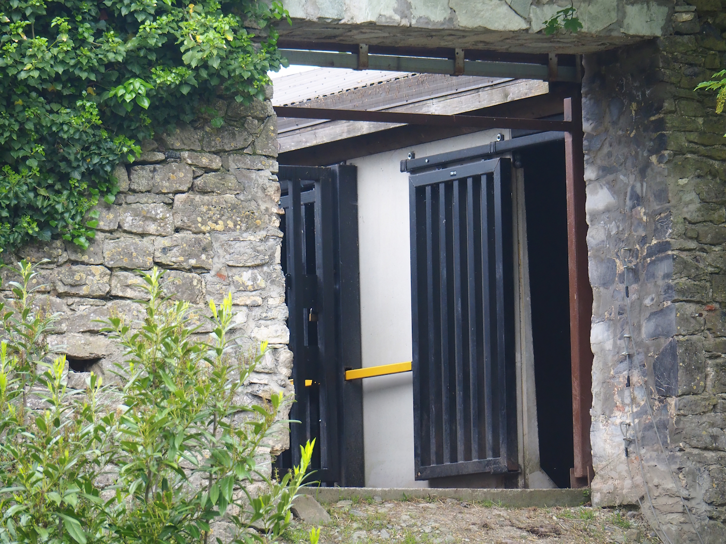 Musk ox holding area, with passage through old abbey wall, 2023-05-15