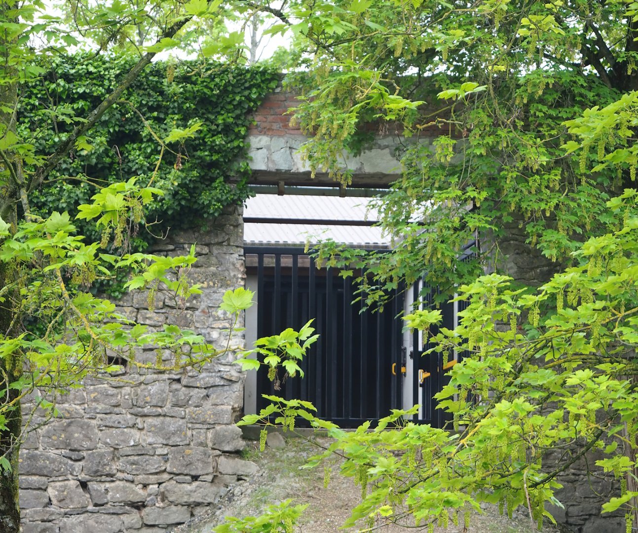 Musk ox holding area, with passage through old abbey wall, 2023-05-15