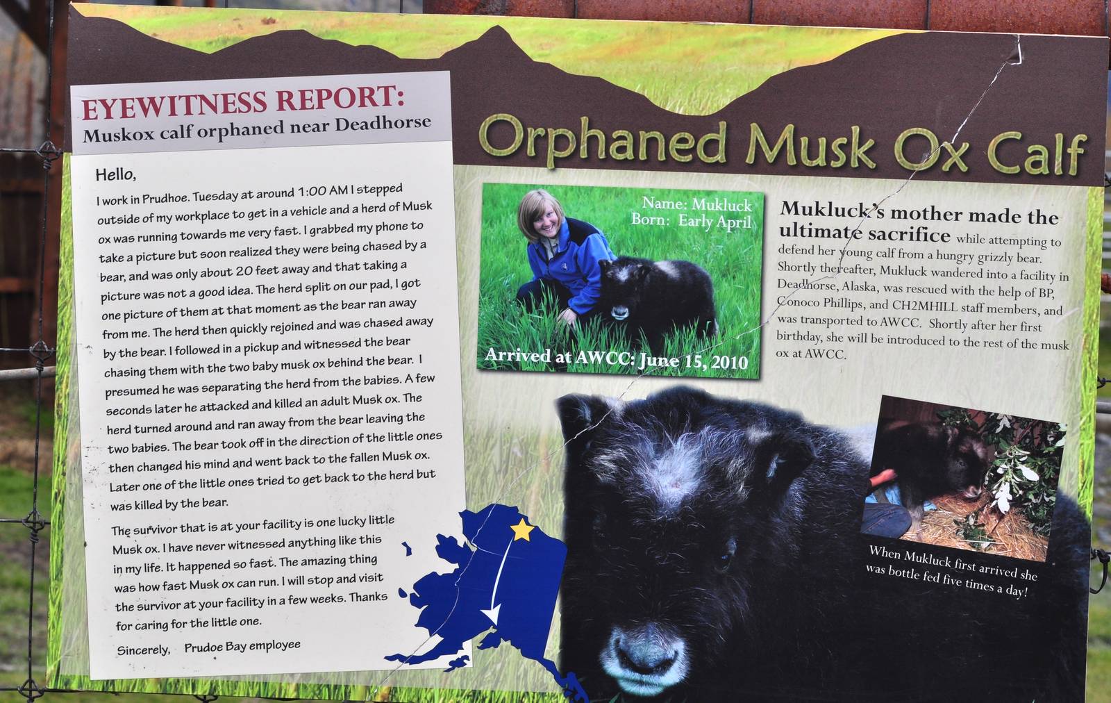 Musk Ox Informational Sign