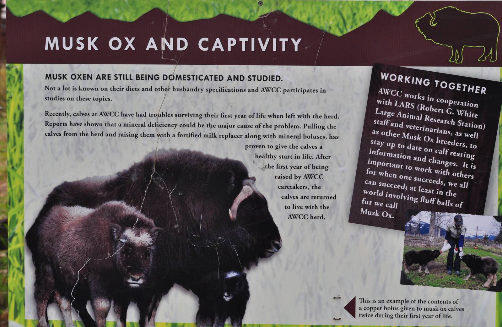 Musk Ox Informational Sign