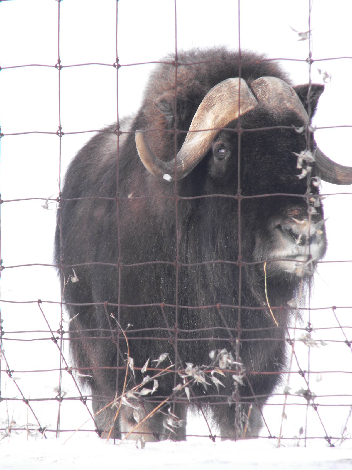 Musk Ox - Jan 25, 2009