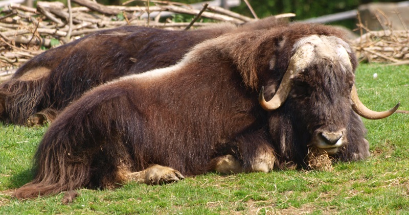 Musk ox (May 2nd, 2015)