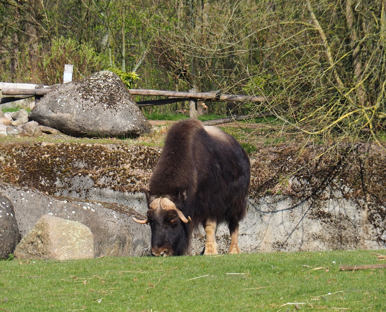 Musk ox (Ovibos moschatus), 2019-03-30