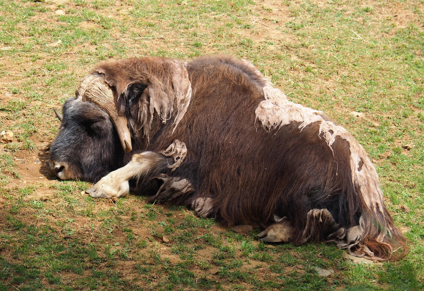 Musk ox (Ovibos moschatus), 2019-07-21