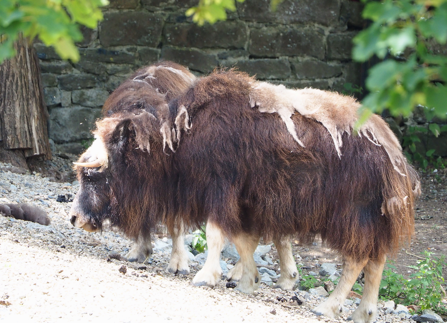 Musk ox (Ovibos moschatus), 2022-06-28