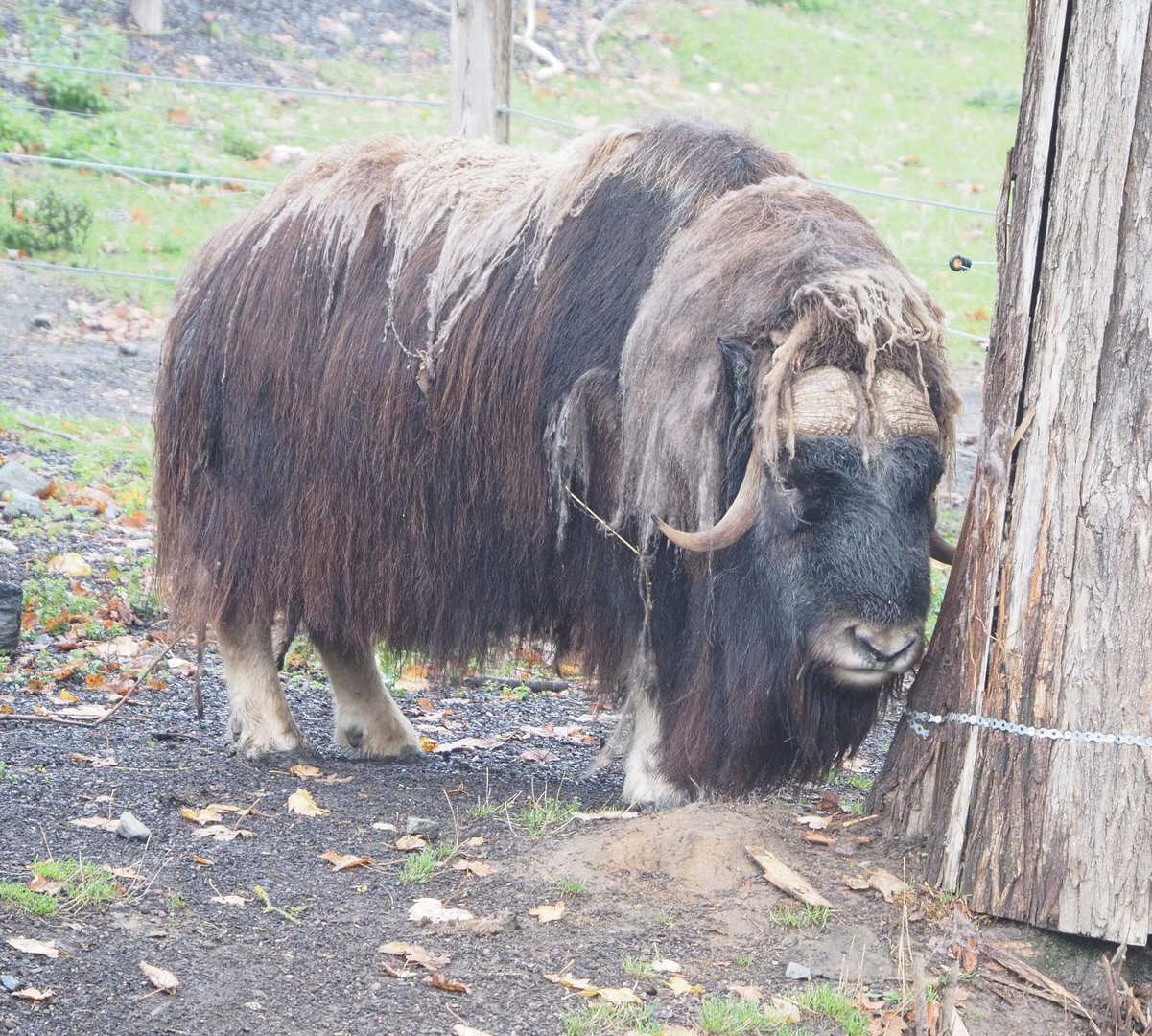 Musk ox (Ovibos moschatus), 2022-09-14