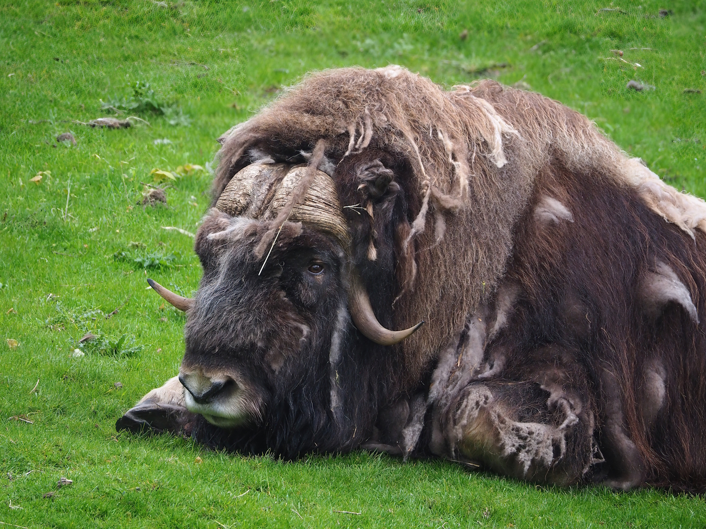 Musk ox (Ovibos moschatus), 2023-05-15