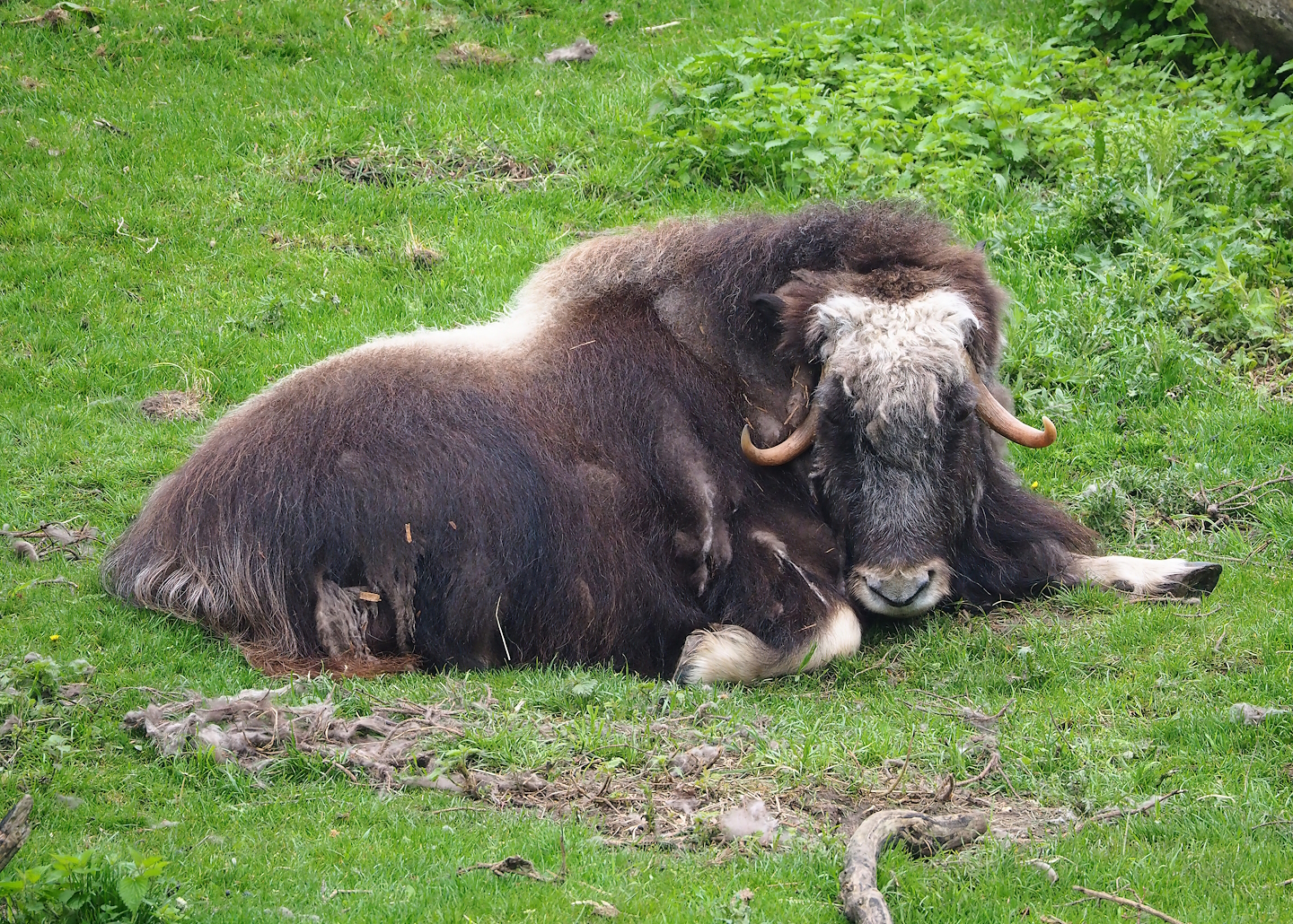 Musk ox (Ovibos moschatus), 2023-05-15