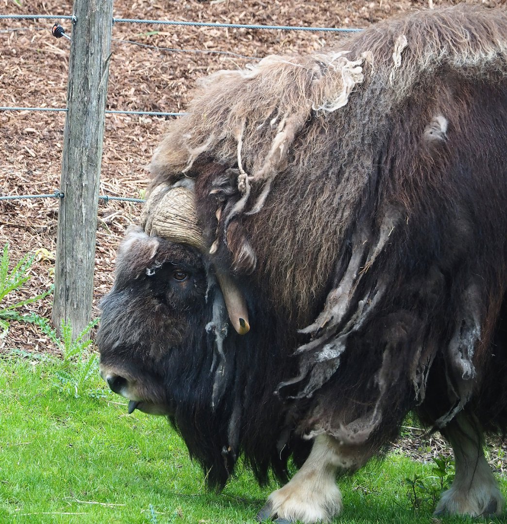 Musk ox (Ovibos moschatus), 2023-05-16