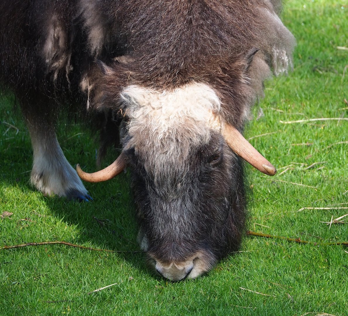 Musk ox (Ovibos moschatus), 2023-05-16