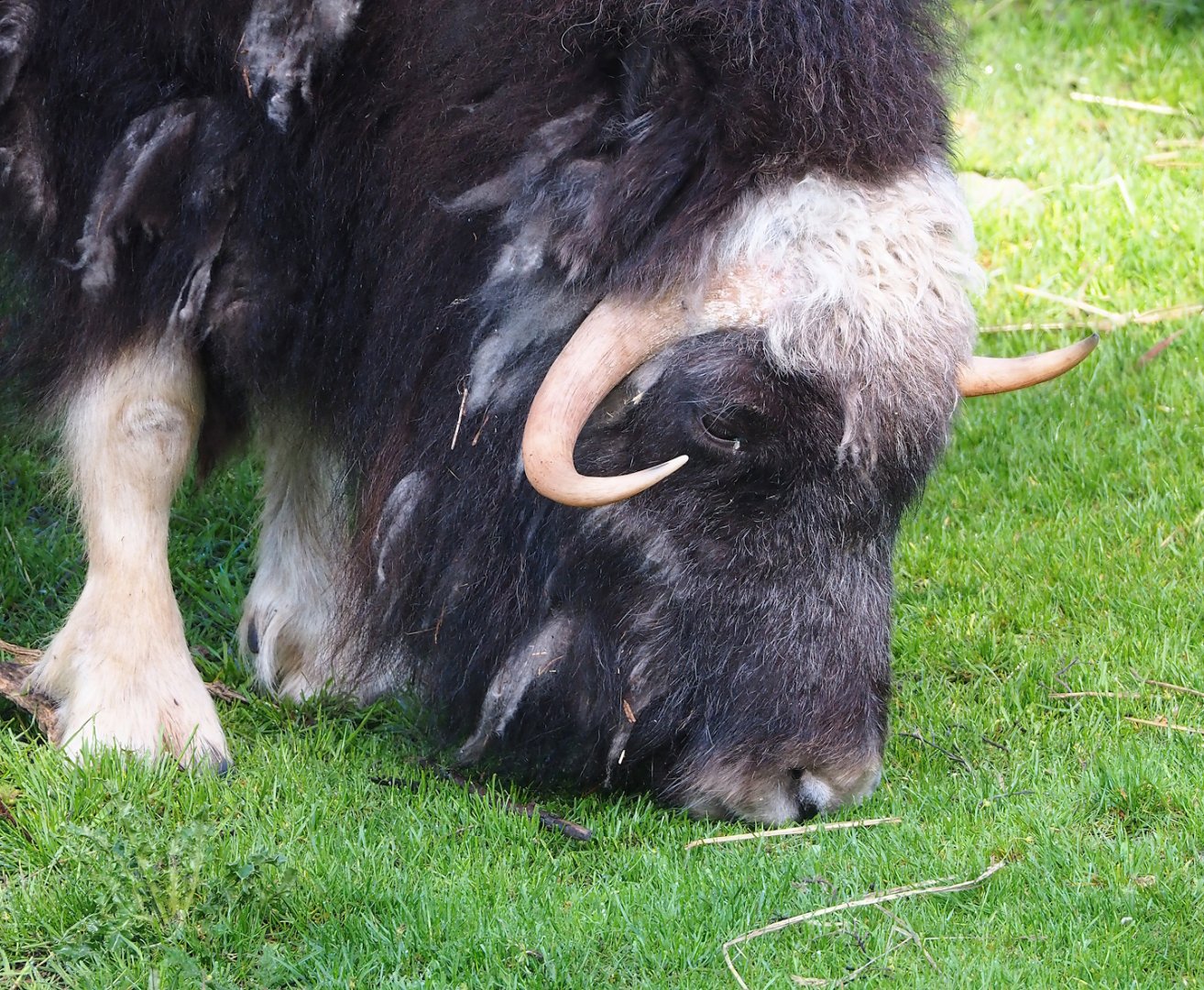 Musk ox (Ovibos moschatus), 2023-05-16