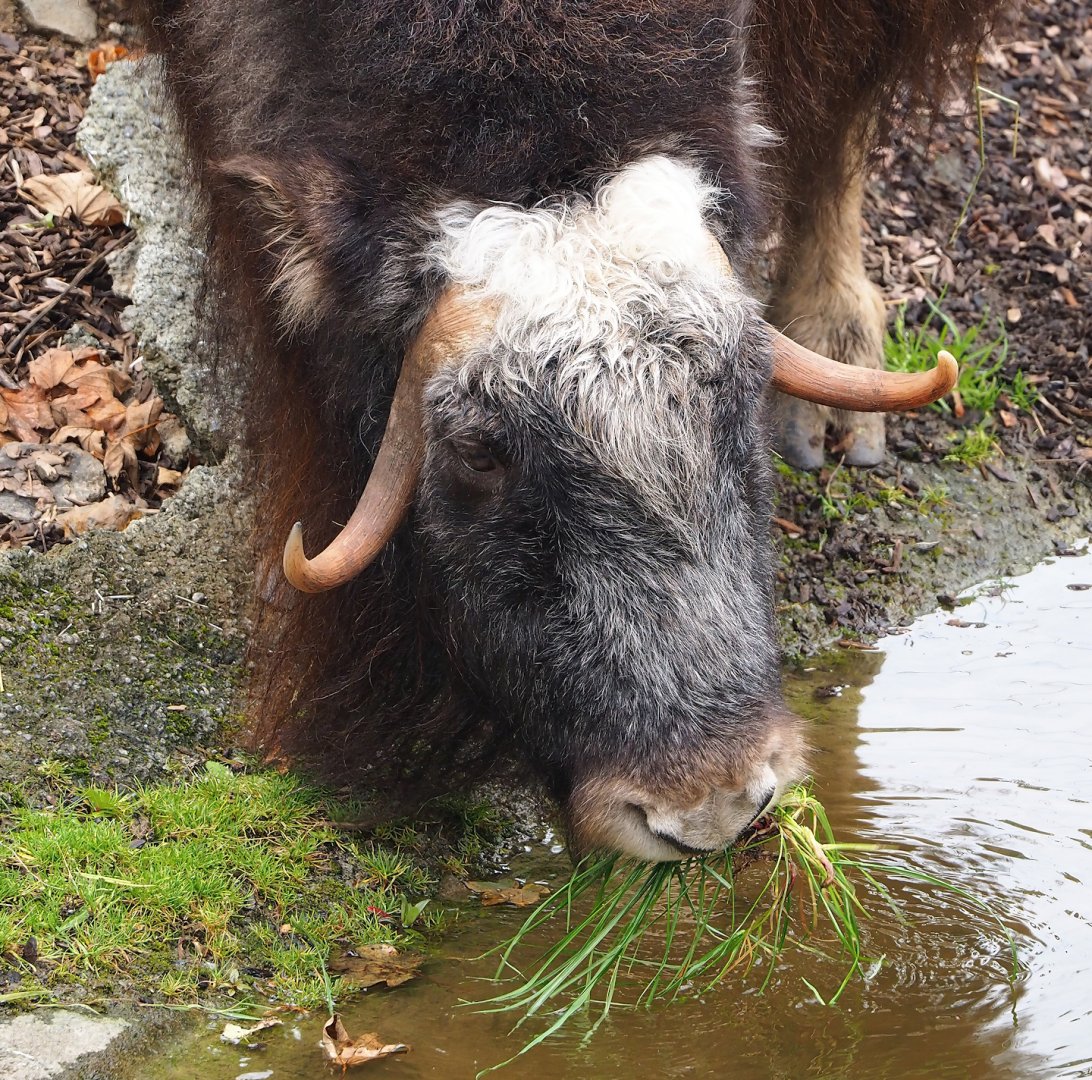 Musk ox (Ovibos moschatus), 2023-10-13