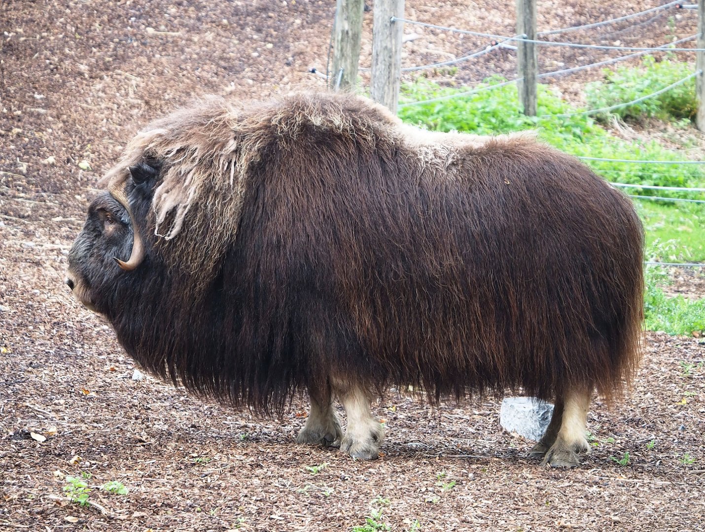 Musk ox (Ovibos moschatus), 2023-10-13