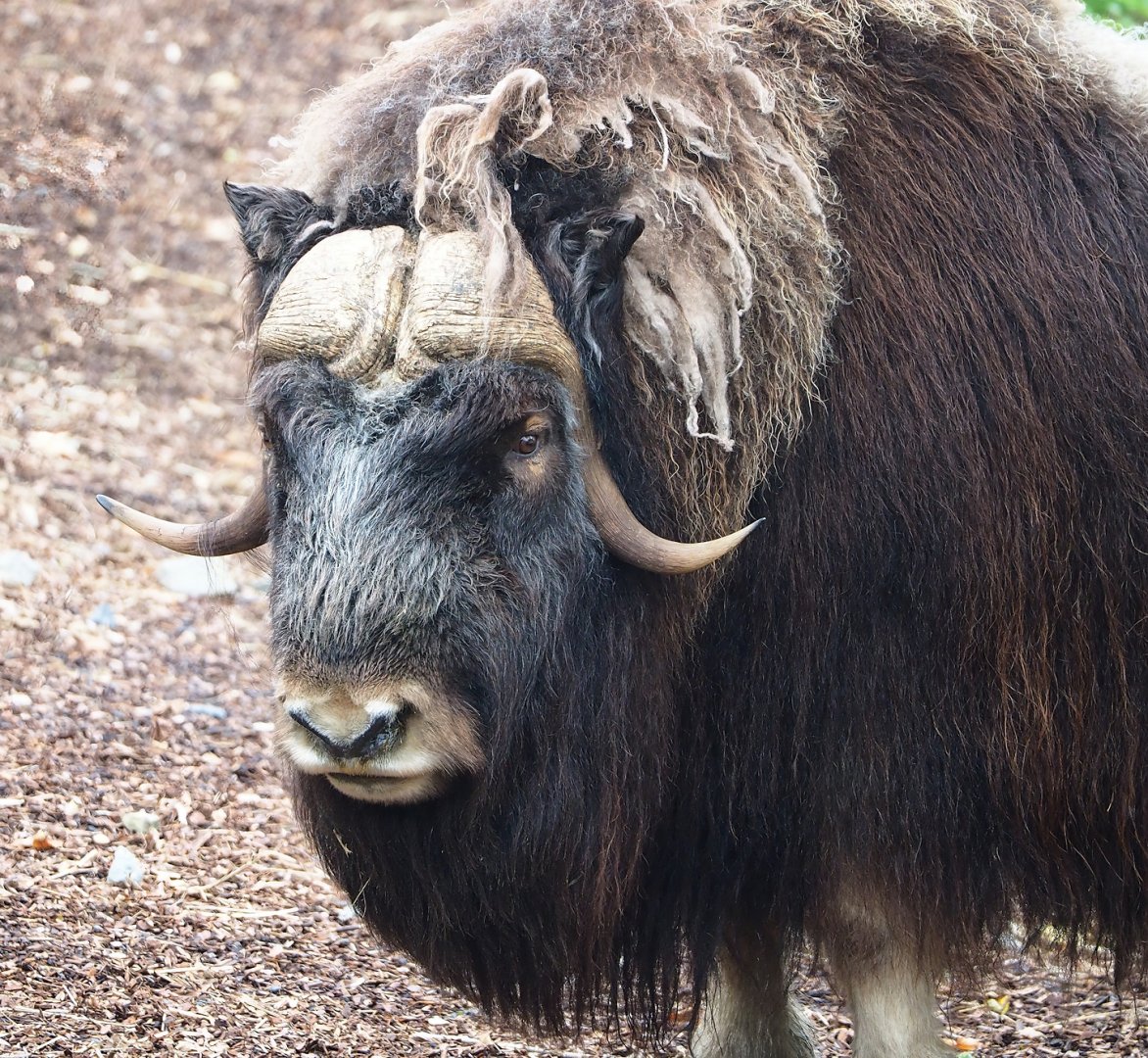 Musk ox (Ovibos moschatus), 2023-10-13