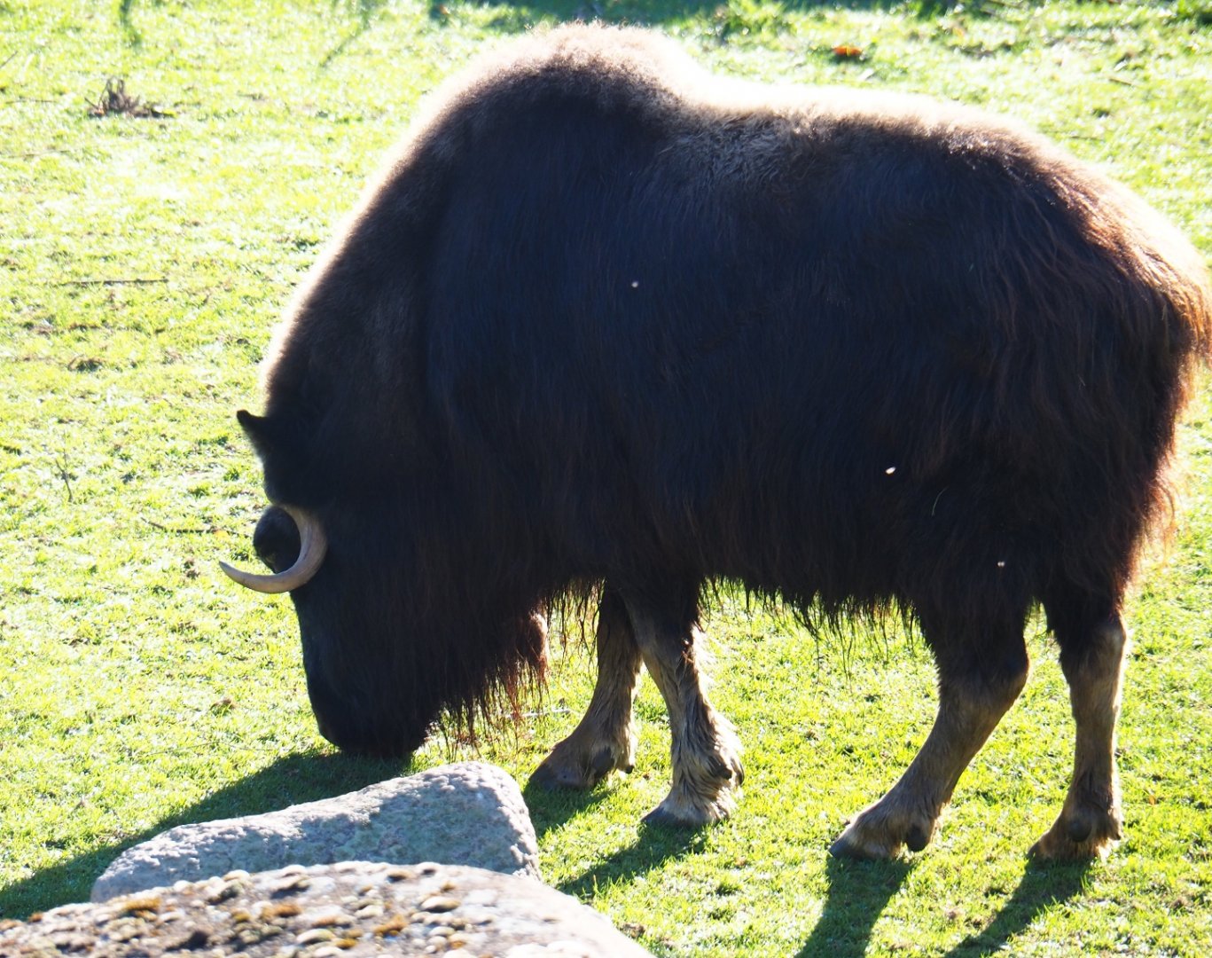 Musk ox (Ovibos moschatus), Oct 13th, 2018
