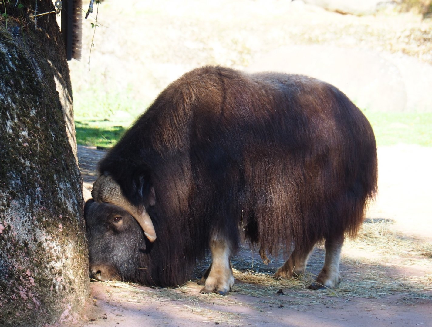 Musk ox (Ovibos moschatus), Oct 13th, 2018