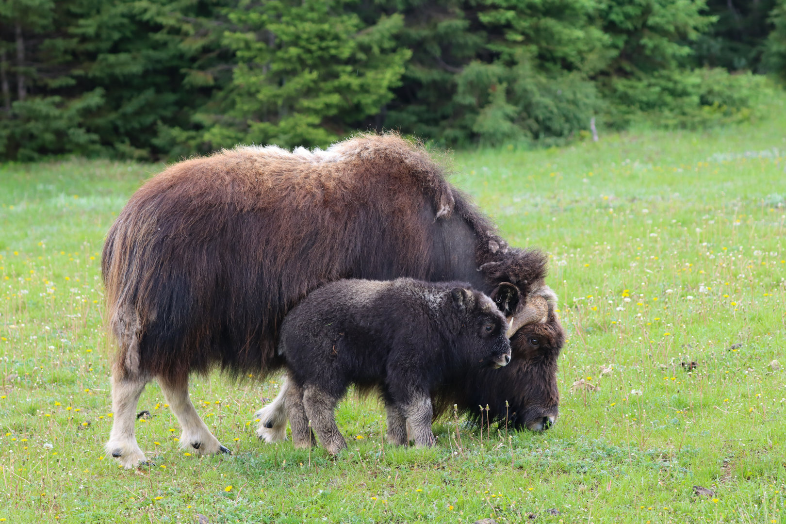 Musk ox (Ovibos moschatus)