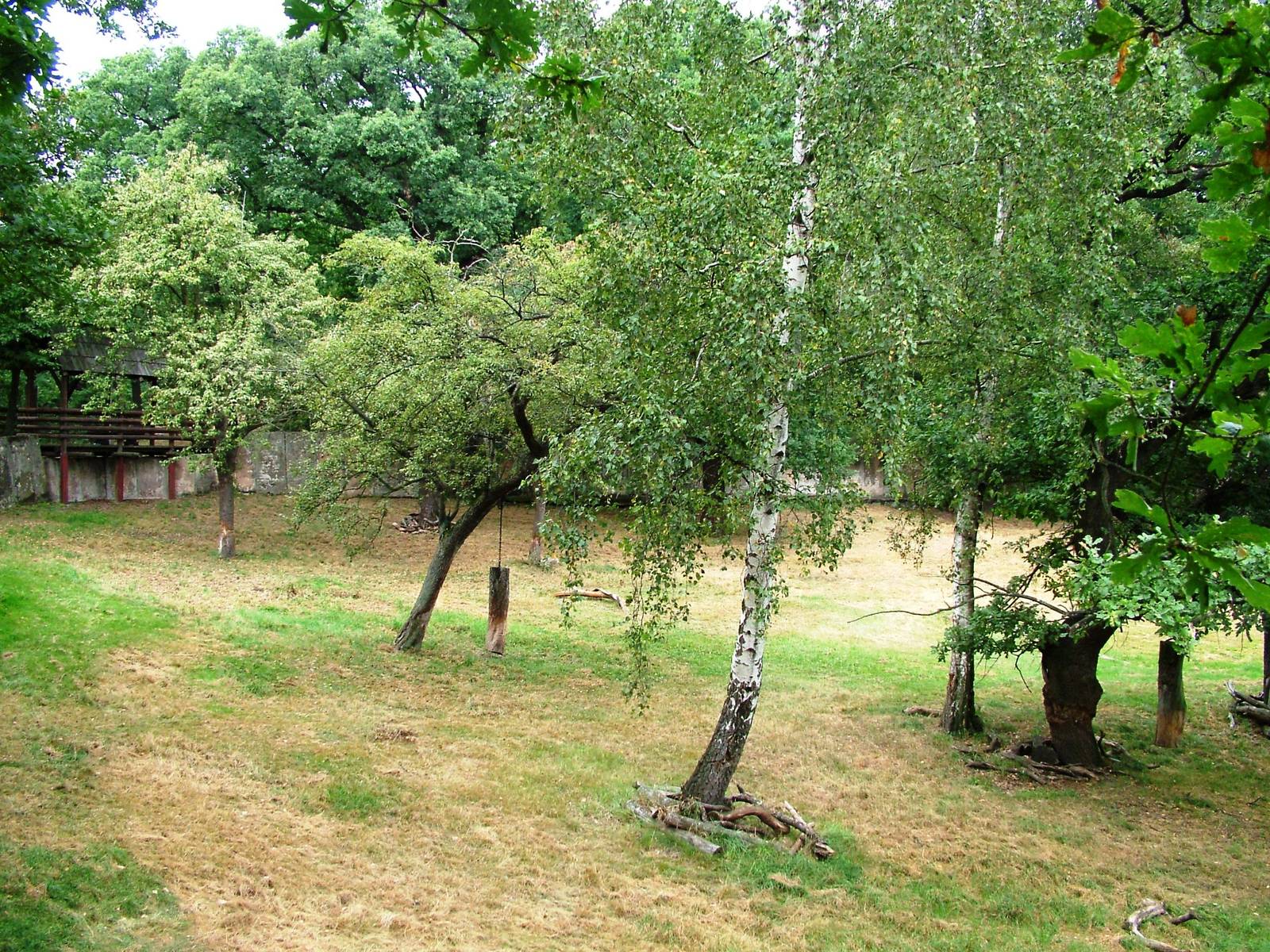 Musk Ox Paddock at Chomutov, 30/08/12