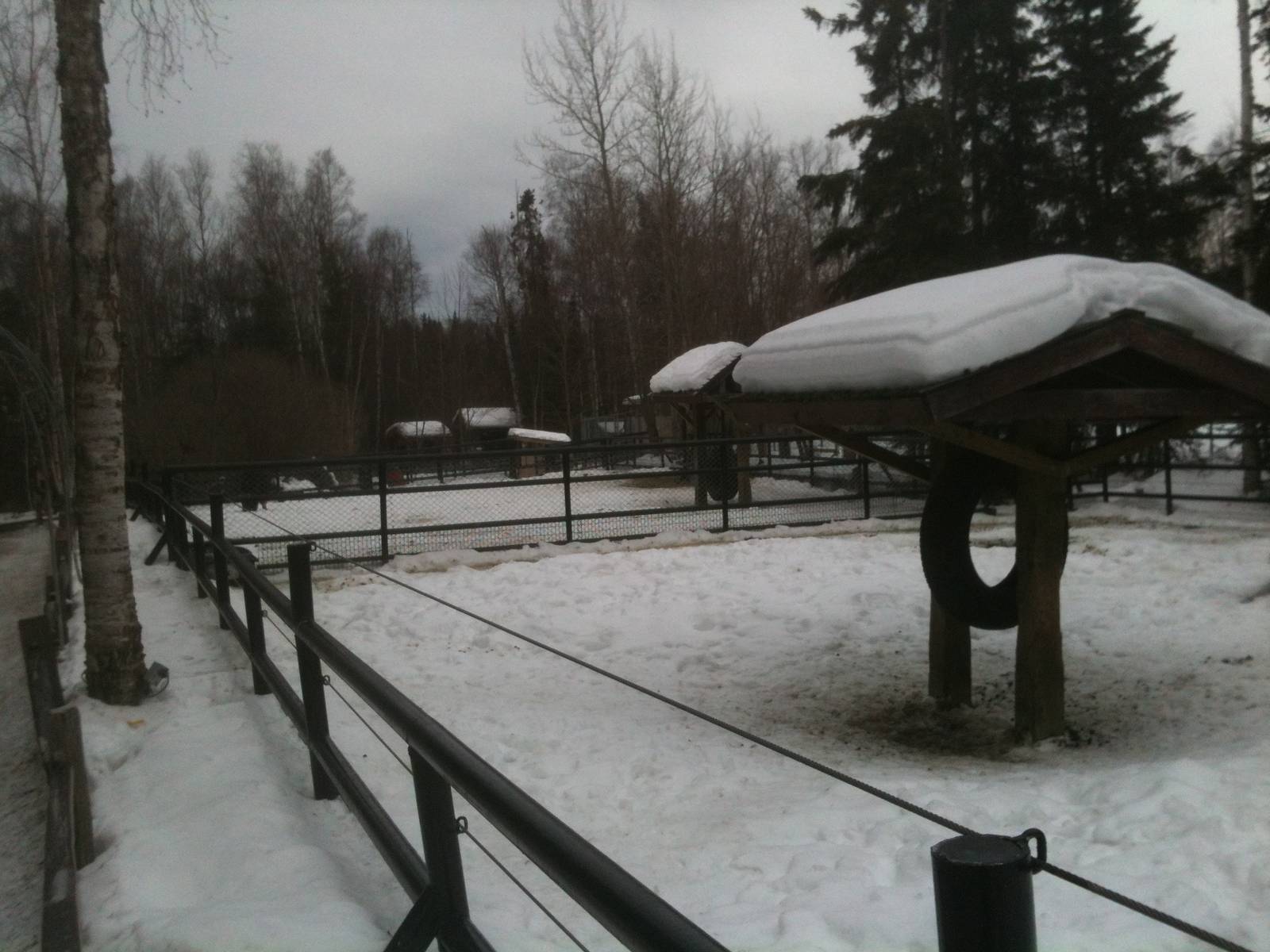 Musk Ox Paddocks (three Greenland Musk Oxen)