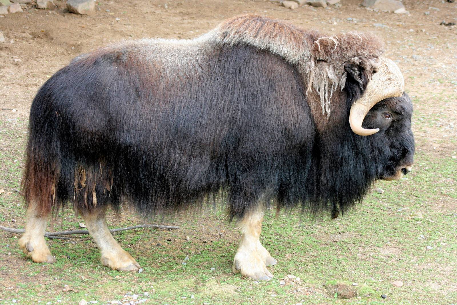 Musk-ox; Plzen; 2nd September 2012