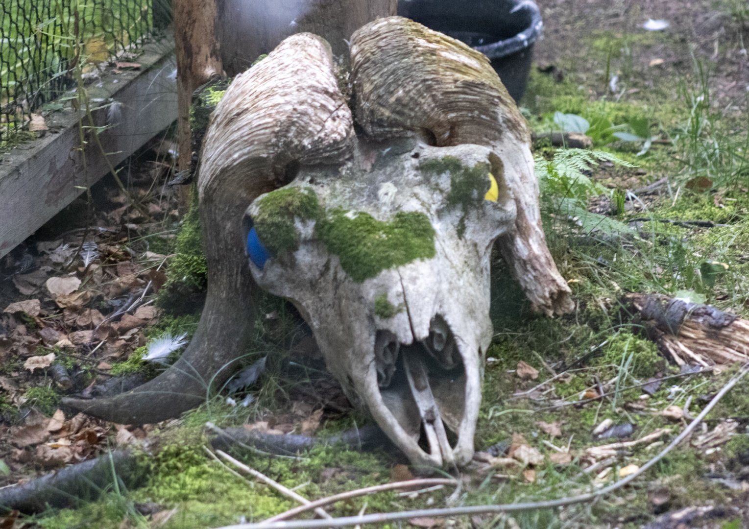 Musk Ox skull in the Peregrine Falcon enclosure