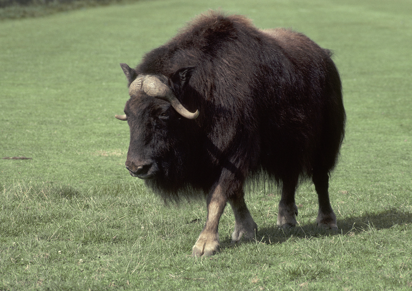 Musk ox, summer 1981