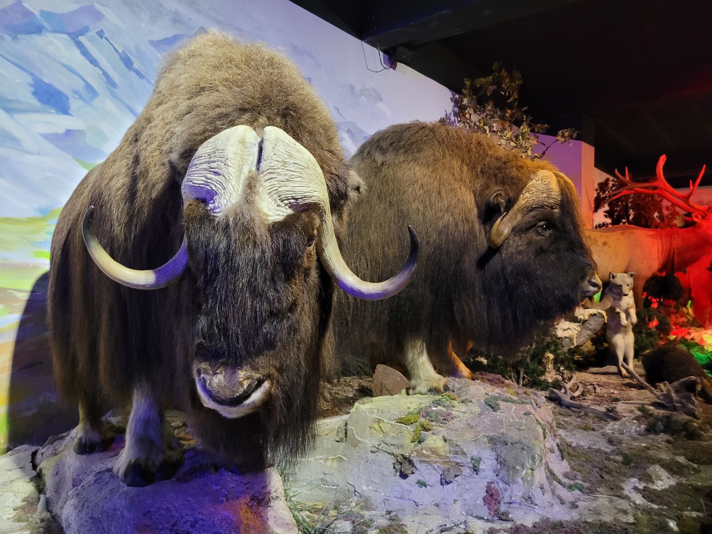 Musk ox taxidermy -Parc Animalier des Pyrénées (2023)