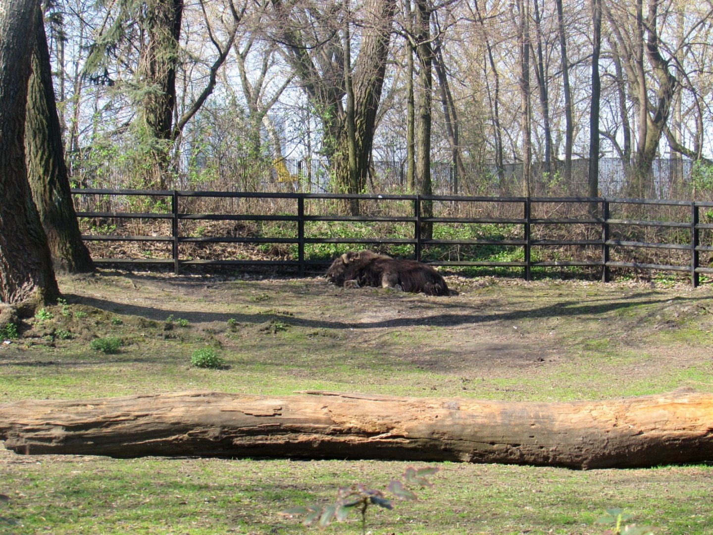 Musk ox that was Yak!