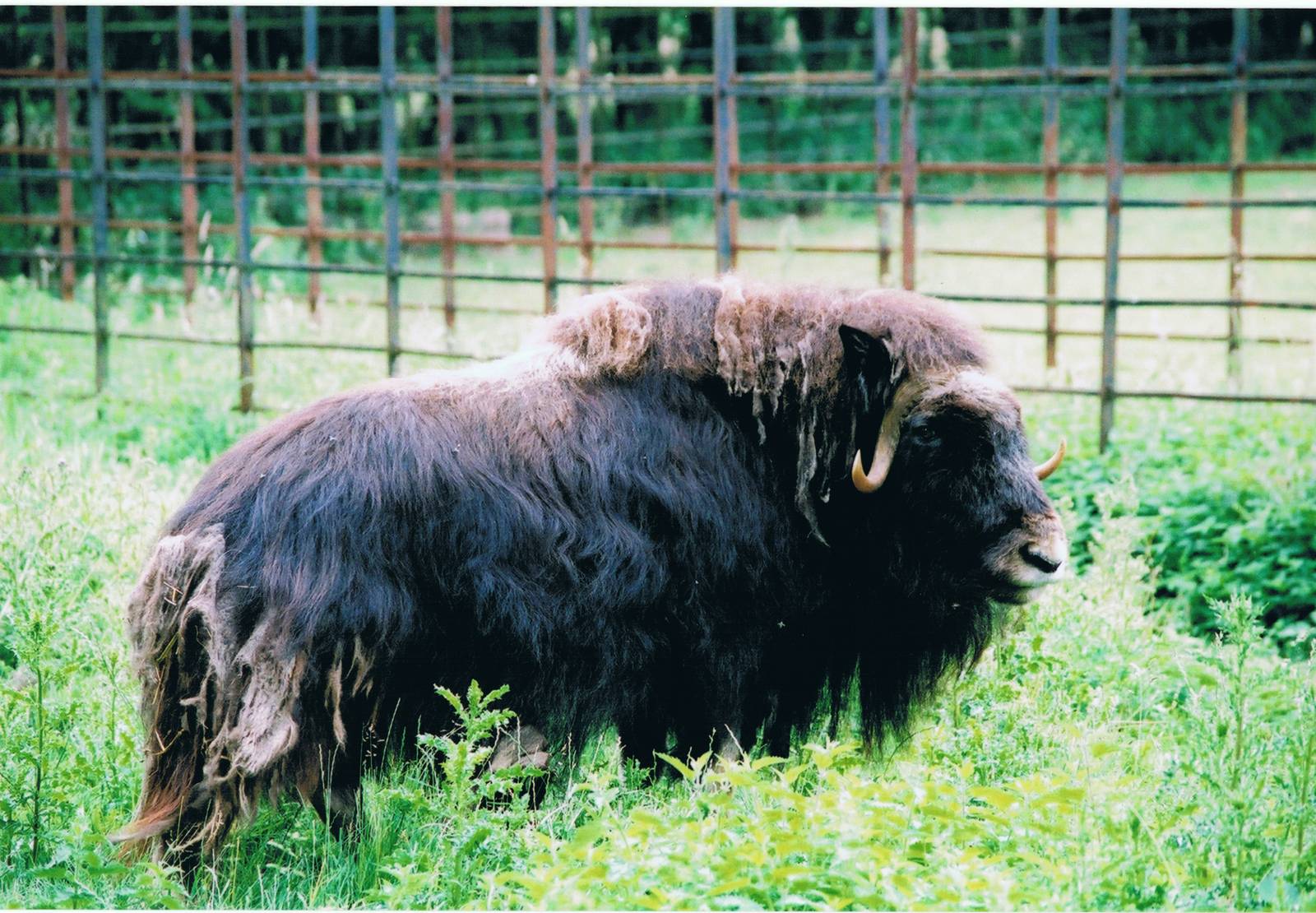 Musk Ox @ Whipsnade 04.07.03
