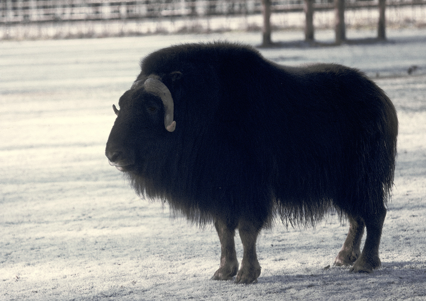 Musk ox, winter 1973